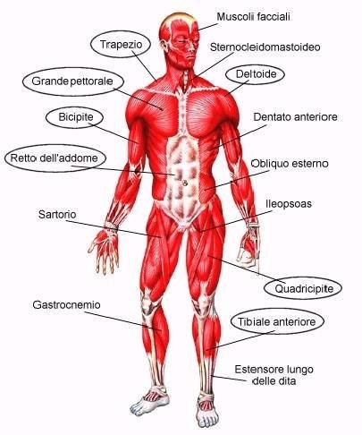 imagine cu i muscoli